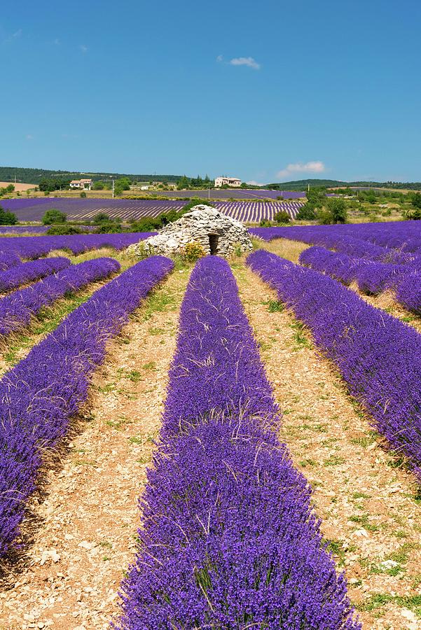 France, Provence-alpes-cote Dazur, Sault, Lavender Field Digital Art by Jordan Banks