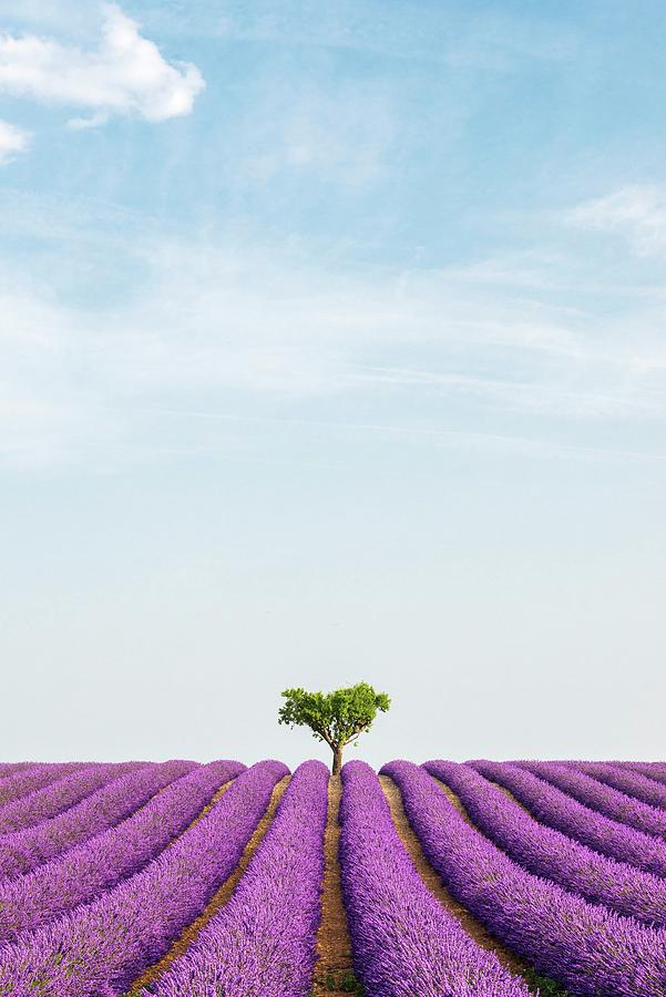 France, Provence-alpes-cote Dazur, Valensole, Lavender Field On The Plateau Digital Art by Jordan Banks