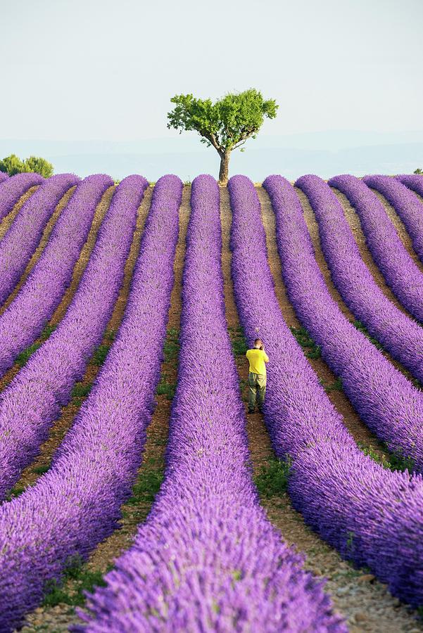 France, Provence-alpes-cote Dazur, Valensole, Man Taking A Picture In A Lavender Field On The Plateau Digital Art by Jordan Banks