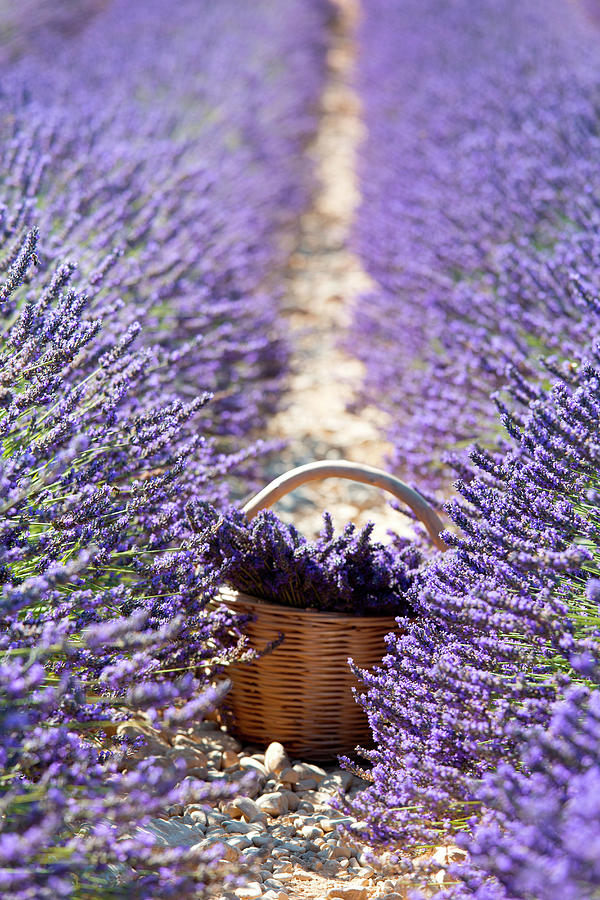 France, Provence-alpes-cote Dazur, Valensole, Provence, Alpes-de-haute-provence, Lavender Basket Digital Art by Alfonso Della Corte