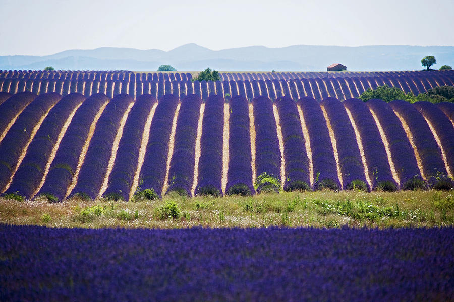 France, Provence-alpes-cote Dazur, Valensole, Provence, Alpes-de-haute-provence, Lavender Field Digital Art by Cesare Gerolimetto
