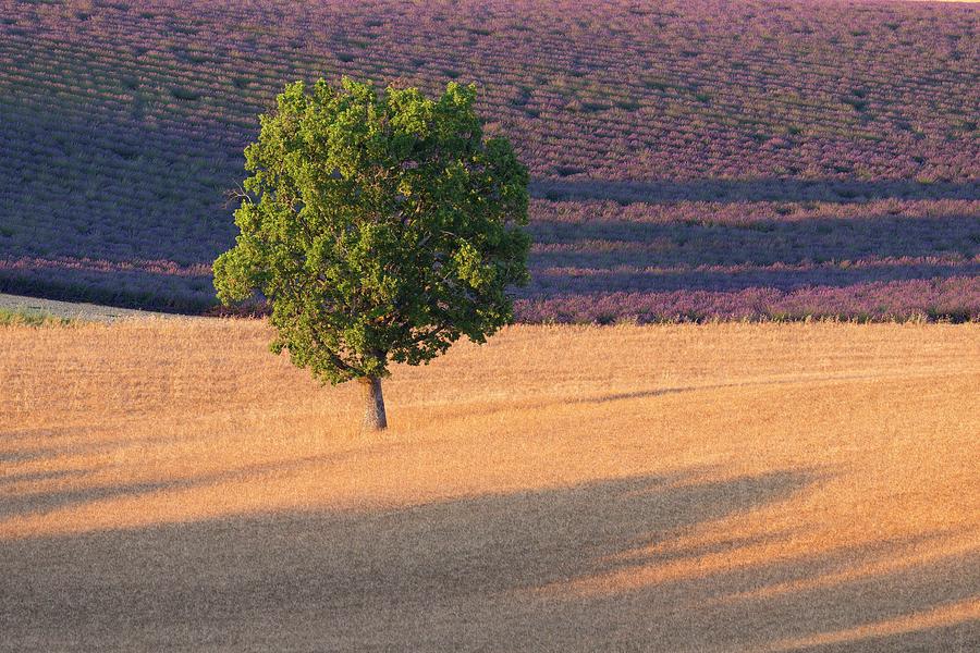 France, Provence-alpes-cote Dazur, Valensole, Vaucluse, A Lone Tree In A Field Of Wheat On The Plateau De Valensole Digital Art by Tim Mannakee