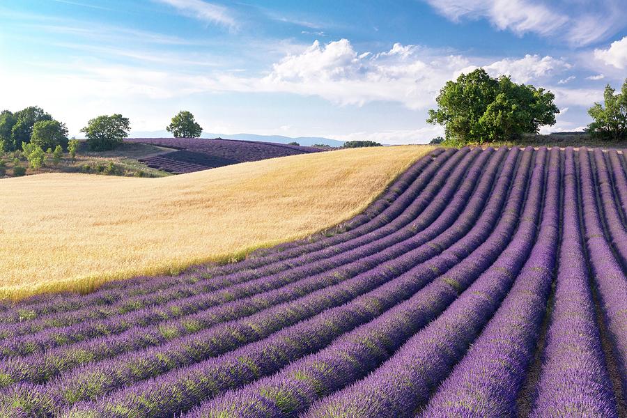 France, Provence-alpes-cote Dazur, Valensole, Vaucluse, Rows Of Lavender And A Field Of Wheat On The Plateau De Valensole Digital Art by Tim Mannakee