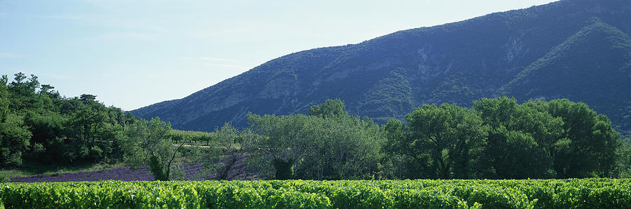 France, Provence, Luberon, Vineyard Photograph by Martial Colomb