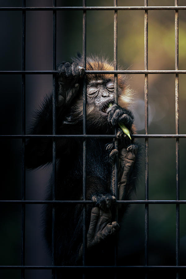 Monkey Photograph - Francois Baby by Haruma Okubo
