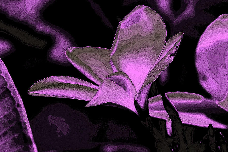 Frangipani Abstract by William Tasker Frangipani Abstract by William Tasker