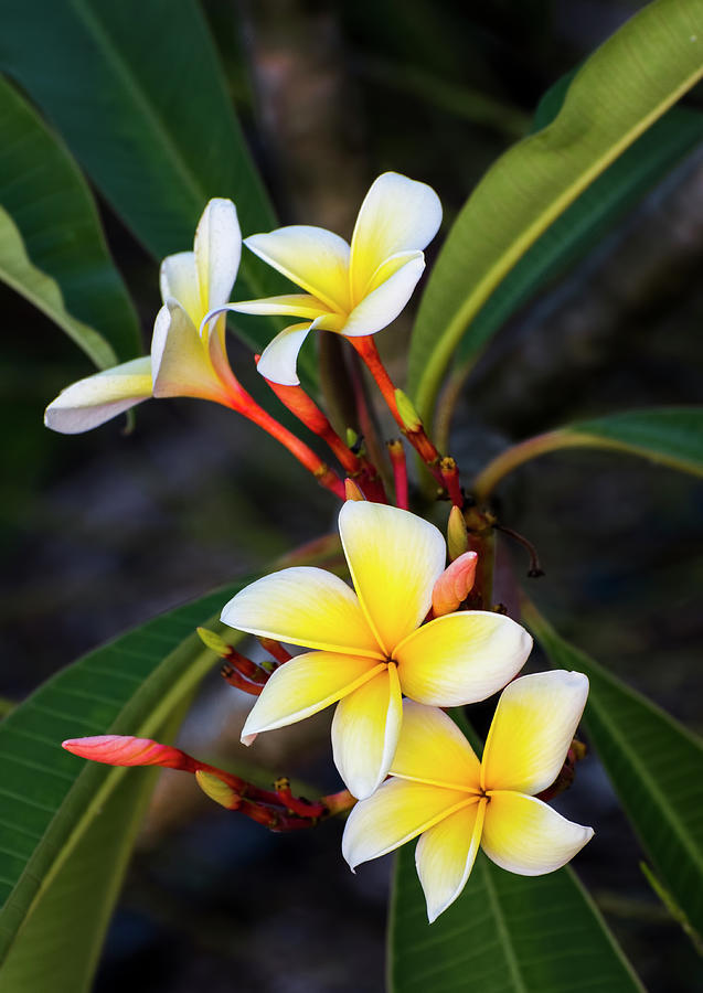 Frangipani Beauty Photograph by Ginger Stein