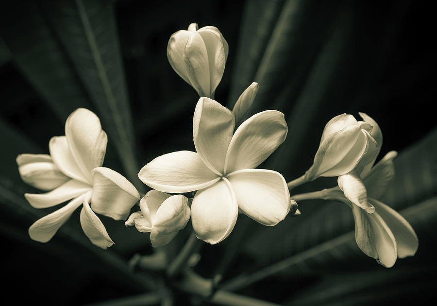 Frangipani blooming Photograph by Scott Rackers