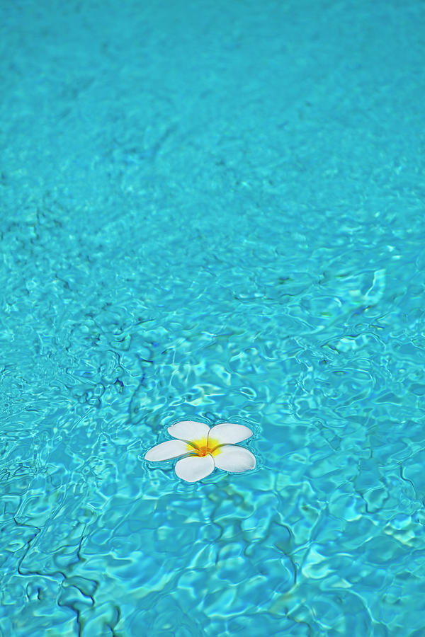 Frangipani Flower In Swimming Pool Photograph by John W Banagan