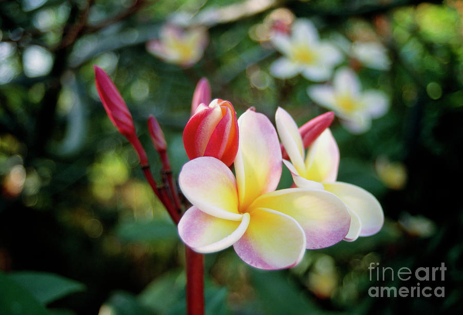Nature Photograph - Frangipani (plumeria Sp.) by Erika Craddock/science Photo Library