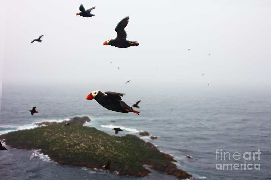 Feather Photograph - Fratercula Tufted Puffin, Fratercula by Maksimilian Feather Photograph - Fratercula Tufted Puffin, Fratercula by Maksimilian