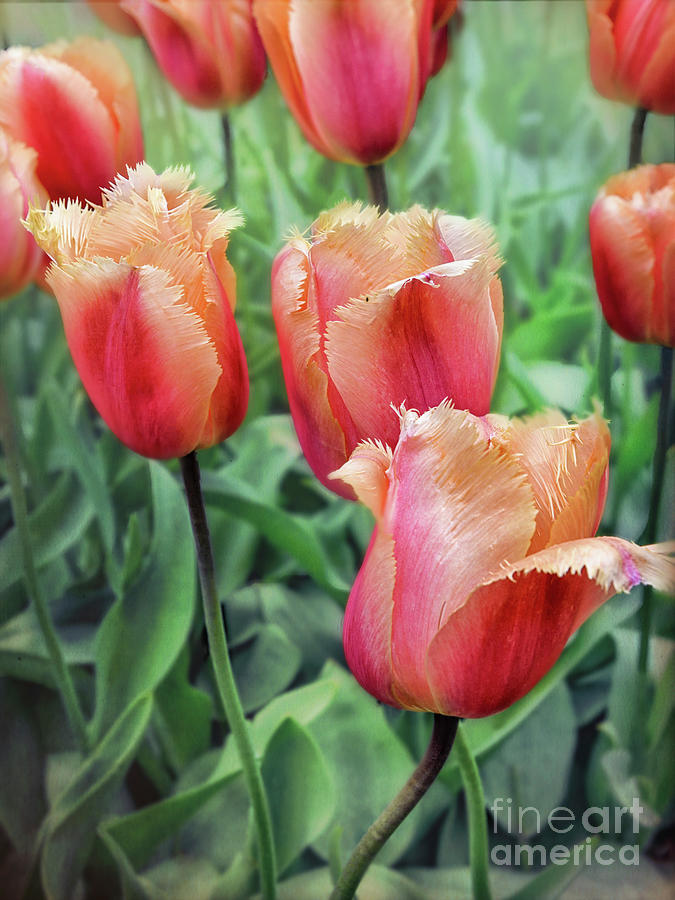 Frazzled Tulips Photograph by Norman Gabitzsch