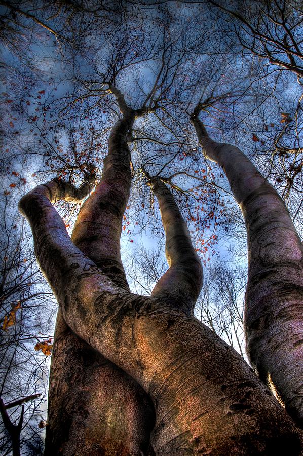 Tree Photograph - Freak Of Nature by Darko Gerak