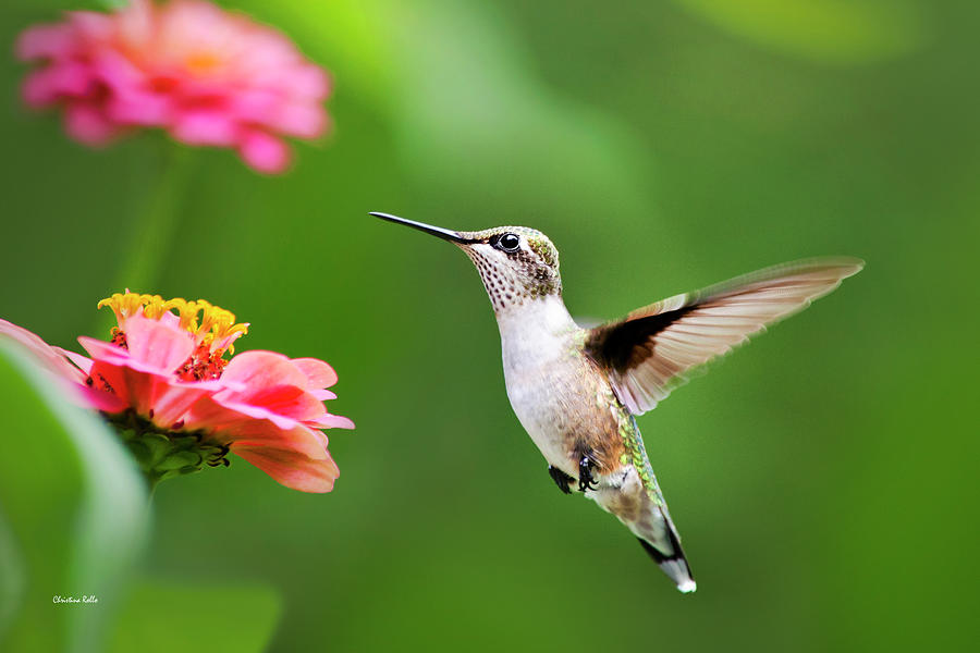 Free As A Bird Hummingbird Photograph by Christina Rollo