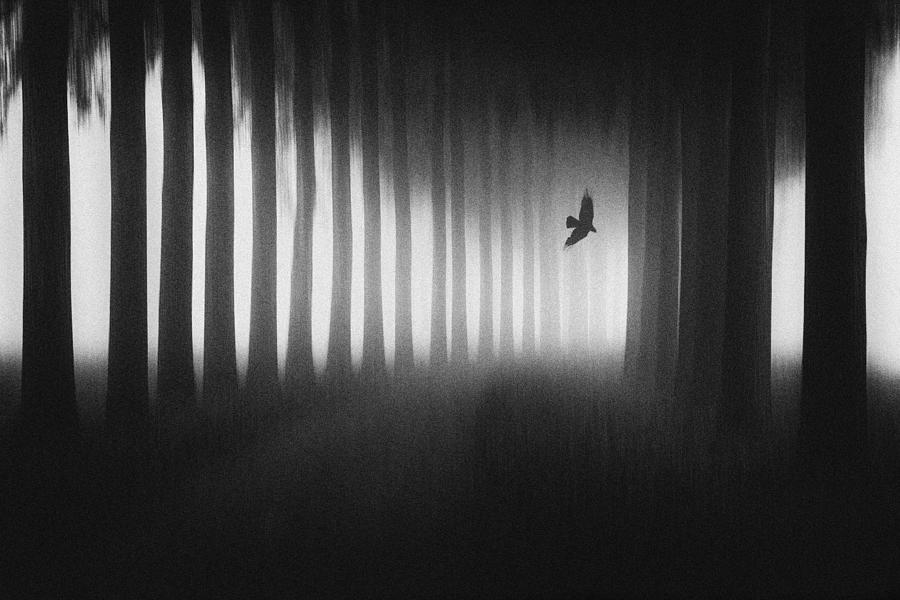 Free Bird Photograph by Jacqueline Van Bijnen