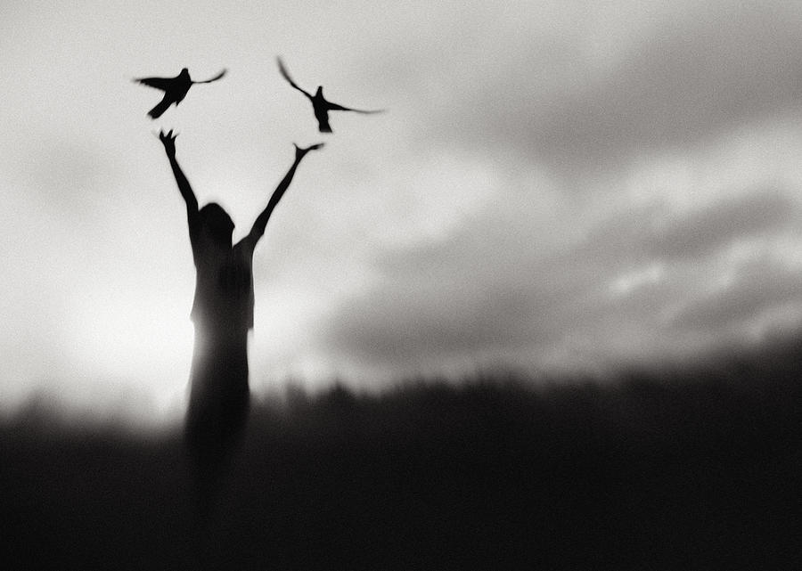 Bird Photograph - Free Fly by Sebastian Kisworo