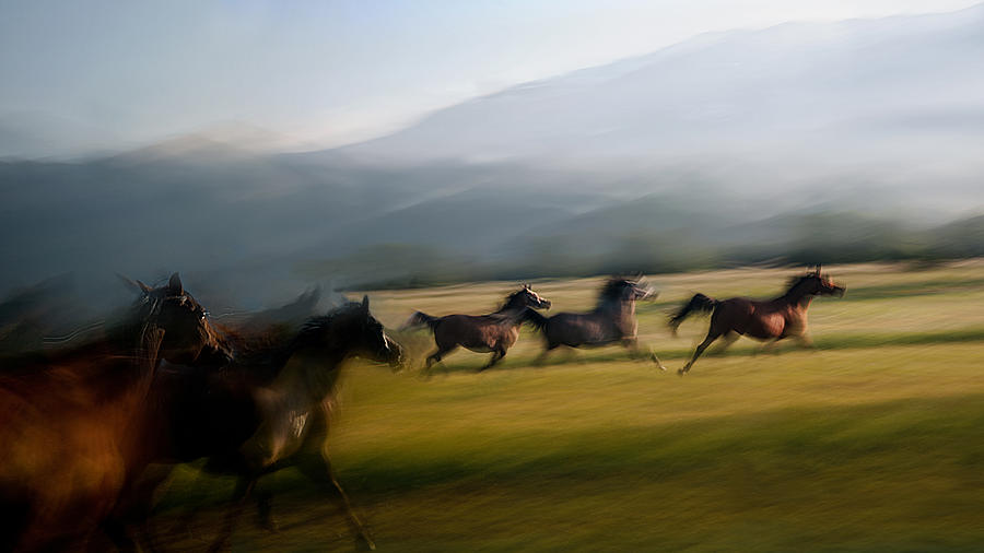 Free Gallop Photograph by Milan Malovrh