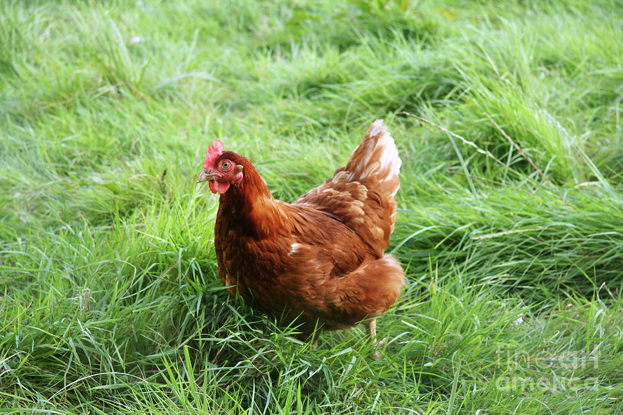 Free-range Chicken Photograph by Cordelia Molloy/science Photo Library