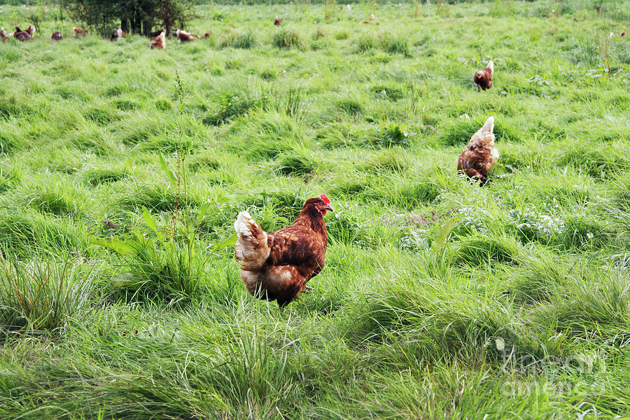 Free-range Chickens Photograph by Cordelia Molloy/science Photo Library