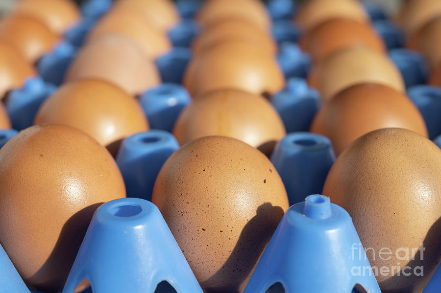 Free Range Eggs Photograph by Andy Davies/science Photo Library