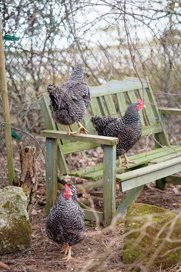 Free-range Hens On And Around Vintage Garden Bench Photograph by Syl Loves