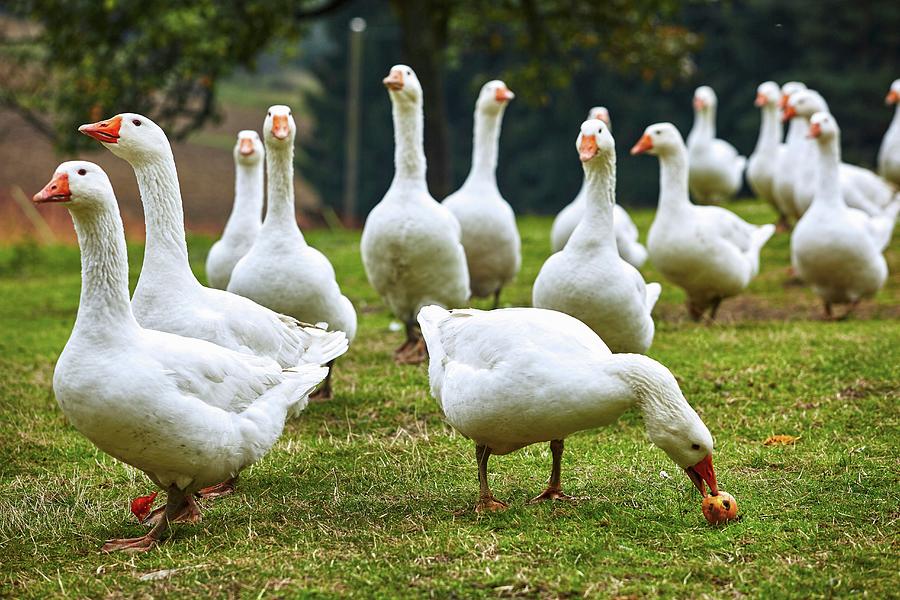 Free-range Organic Geese Photograph by Herbert Lehmann
