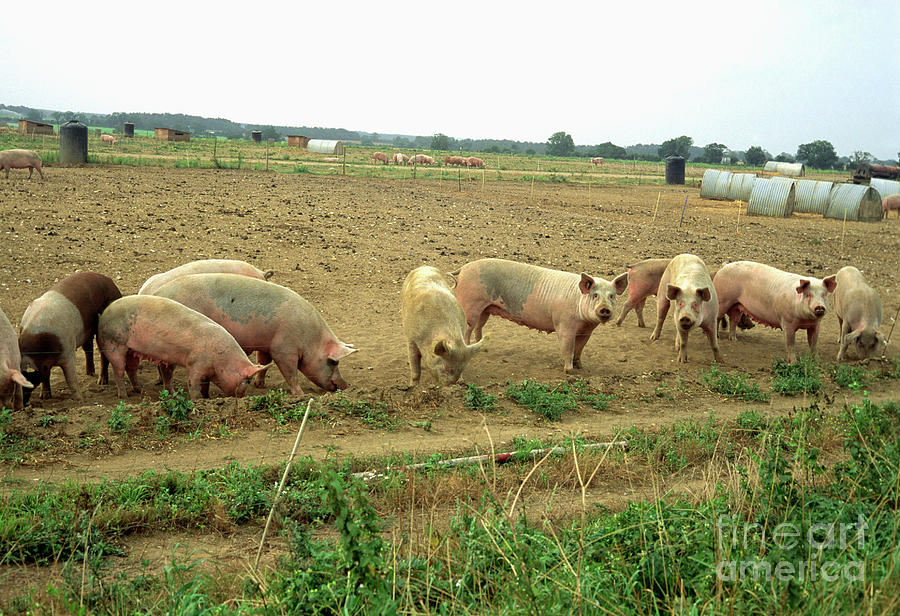 Free-range Pig Farming Photograph by Francoise Sauze/science Photo Library