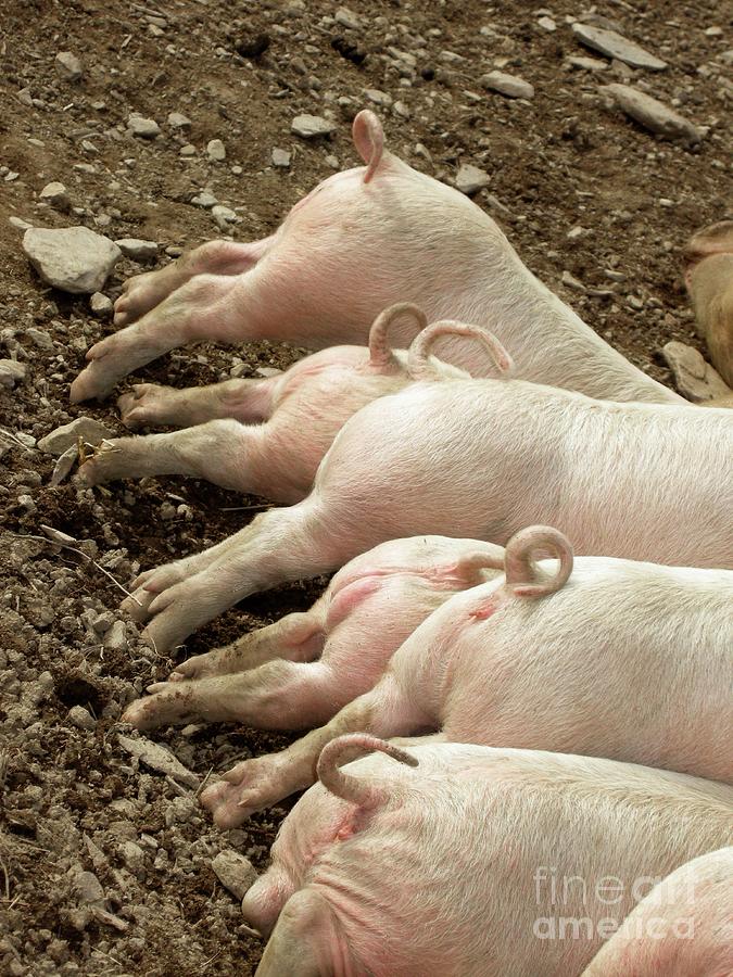 Free Range Piglets Photograph by Cordelia Molloy/science Photo Library