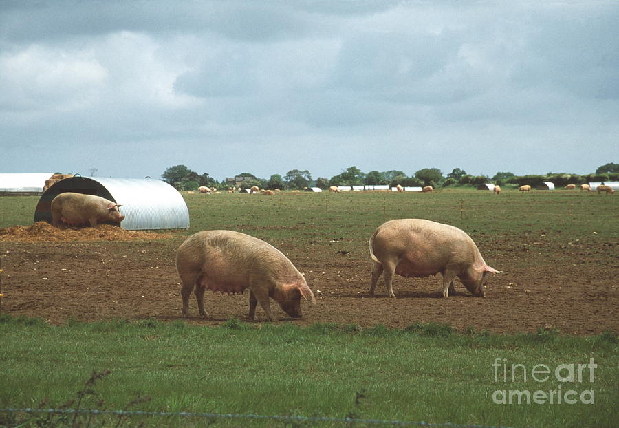 Free-range Pigs Photograph by John Howard/science Photo Library