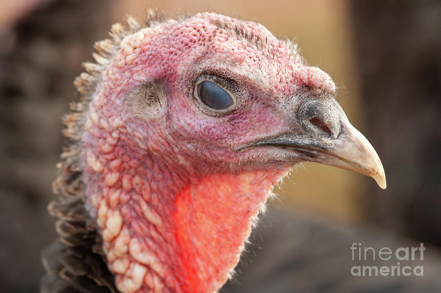 Free Range Turkey Photograph by Andy Davies/science Photo Library