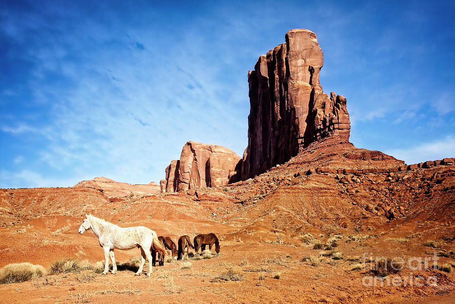 Free to Roam by Scott Kemper Free to Roam by Scott Kemper