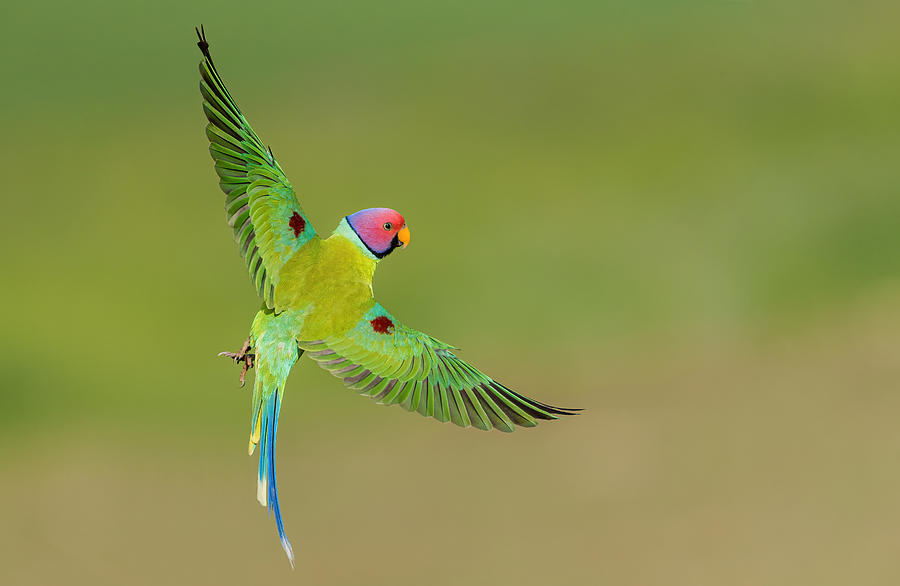 Free Wings - Plum Headed Parakeet Photograph by Gunashekar Somegowda