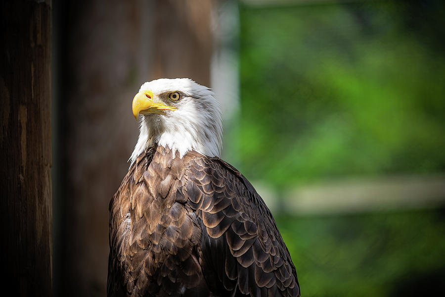Eagle Photograph - Freedom Eagle by Mike Whalen
