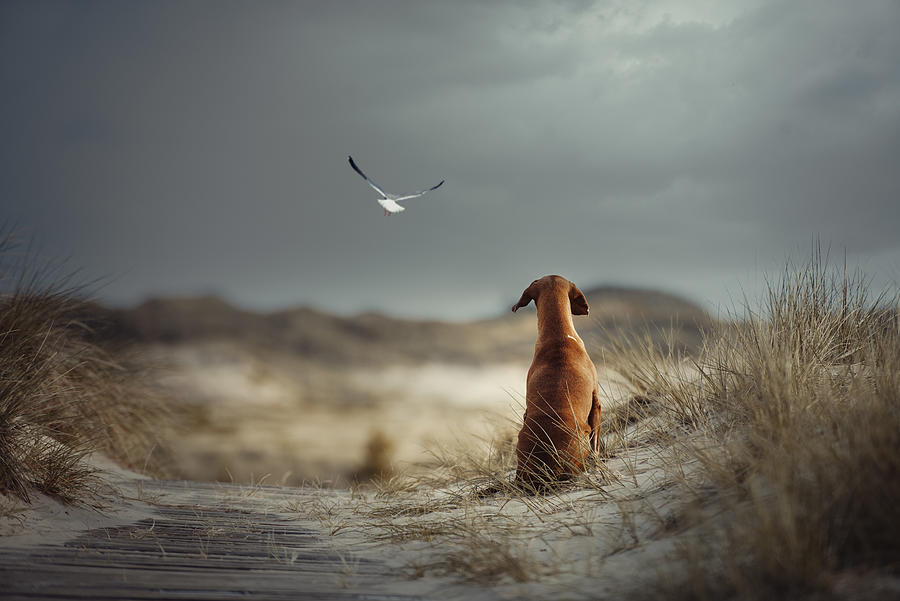 Animal Photograph - Freedom by Heike Willers