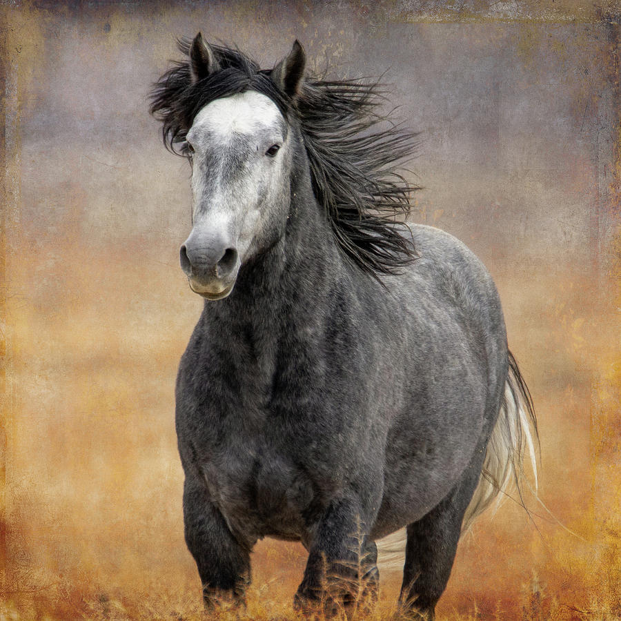 Horse Photograph - Freedom by Mary Hone