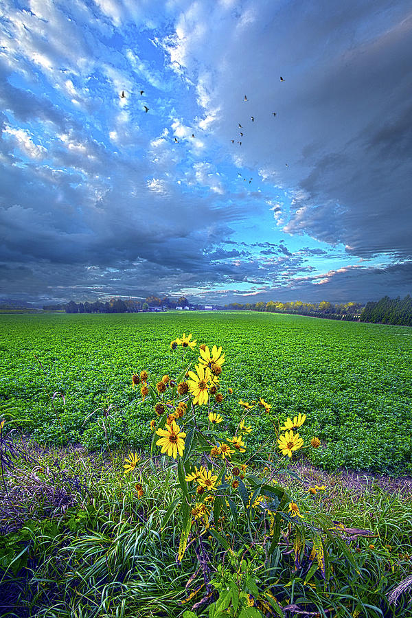 Freedom Photograph by Phil Koch