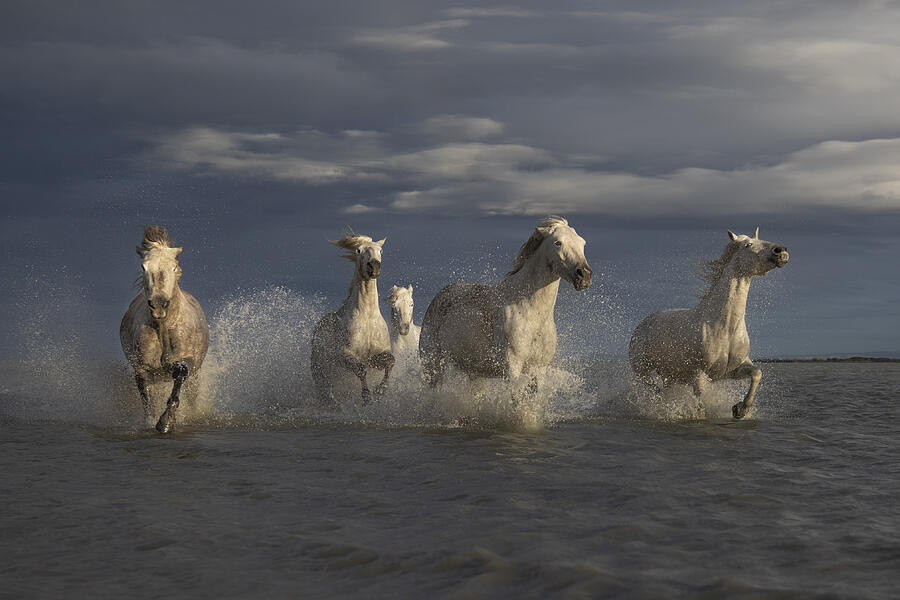 Freedom Photograph by Roelof De Hoog Freedom Photograph by Roelof De Hoog