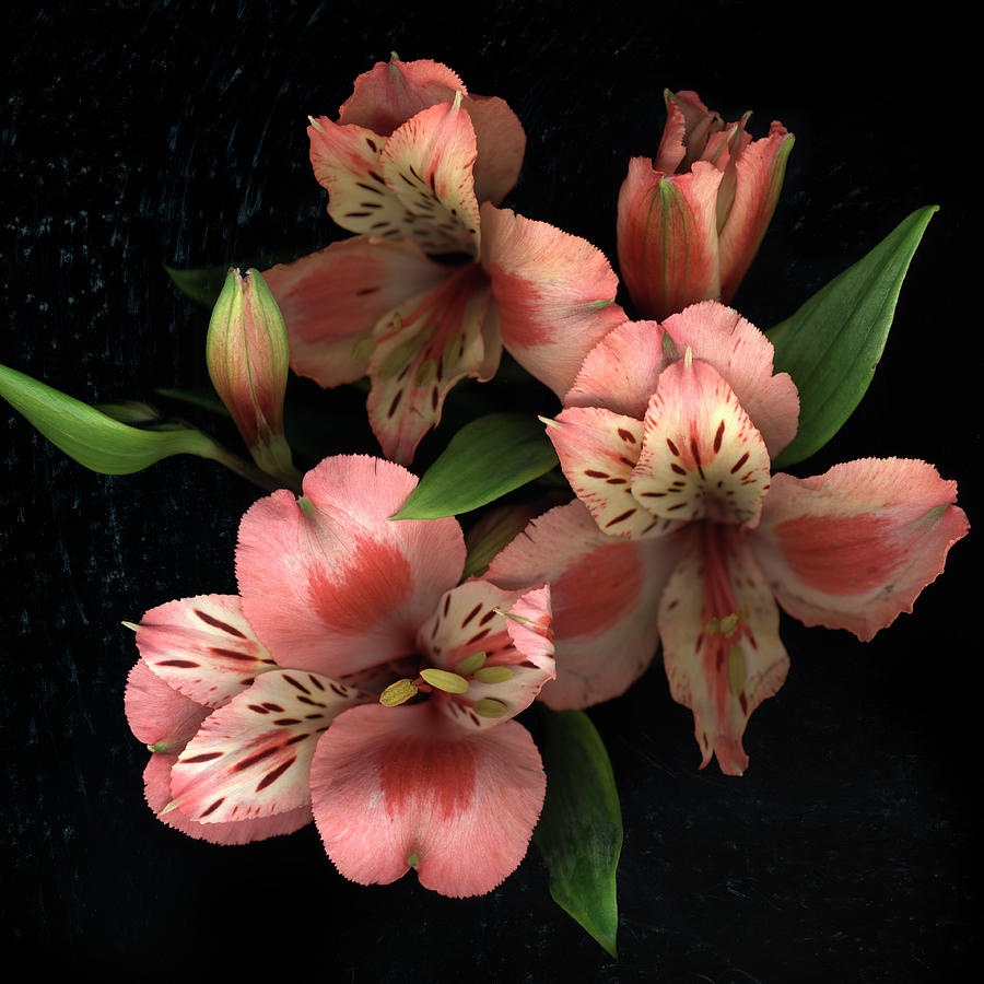 Freesia Flowers On Black Surface Photograph by Chris Collins