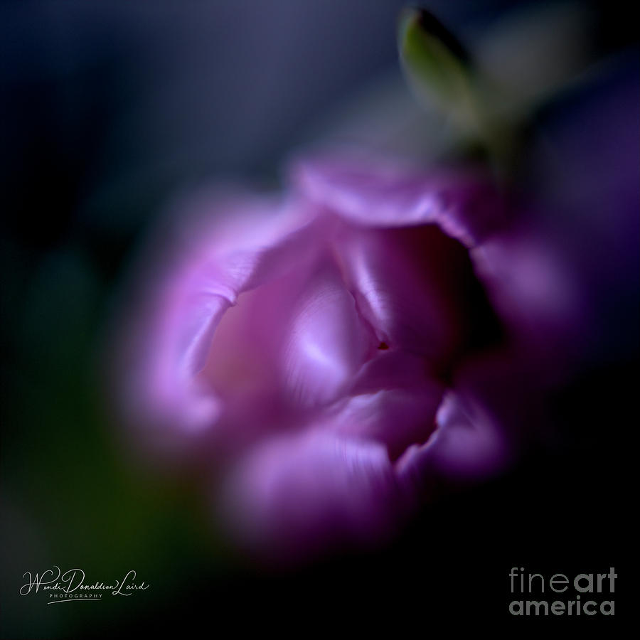 Flower Photograph - Freesia by Wendi Donaldson Laird