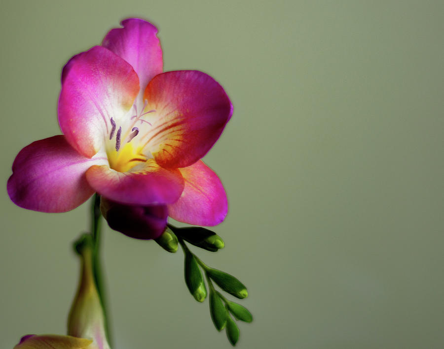 Freesia with purple petals Photograph by Scott Lyons