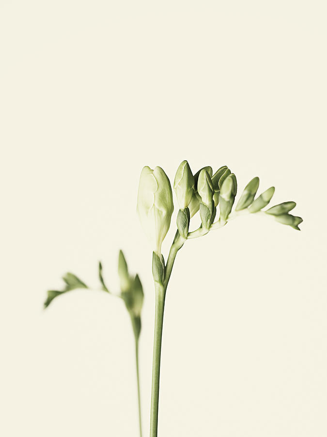 Freesias Photograph by Adrian Burke Freesias Photograph by Adrian Burke