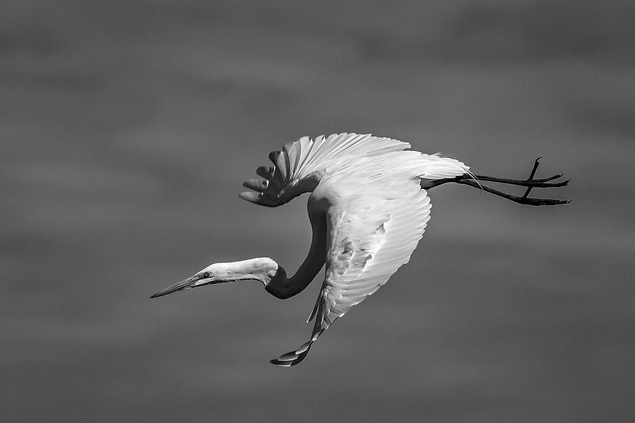 Freestyle in Monochrome Photograph by Ray Silva
