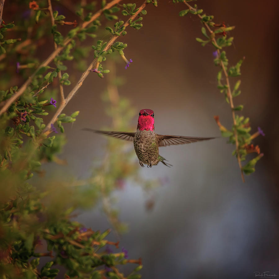 Freeze Frame by Rick Furmanek Freeze Frame by Rick Furmanek