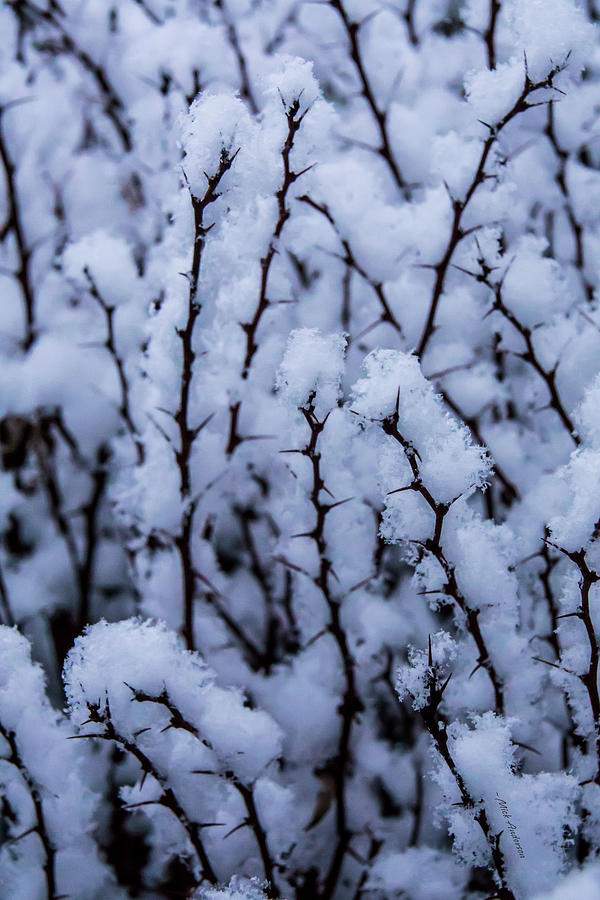 Freezing Thorns Photograph