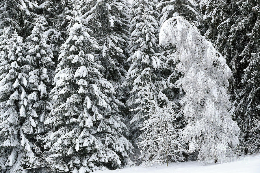 French Alps, Snow covered fir trees in winter Photograph by French School