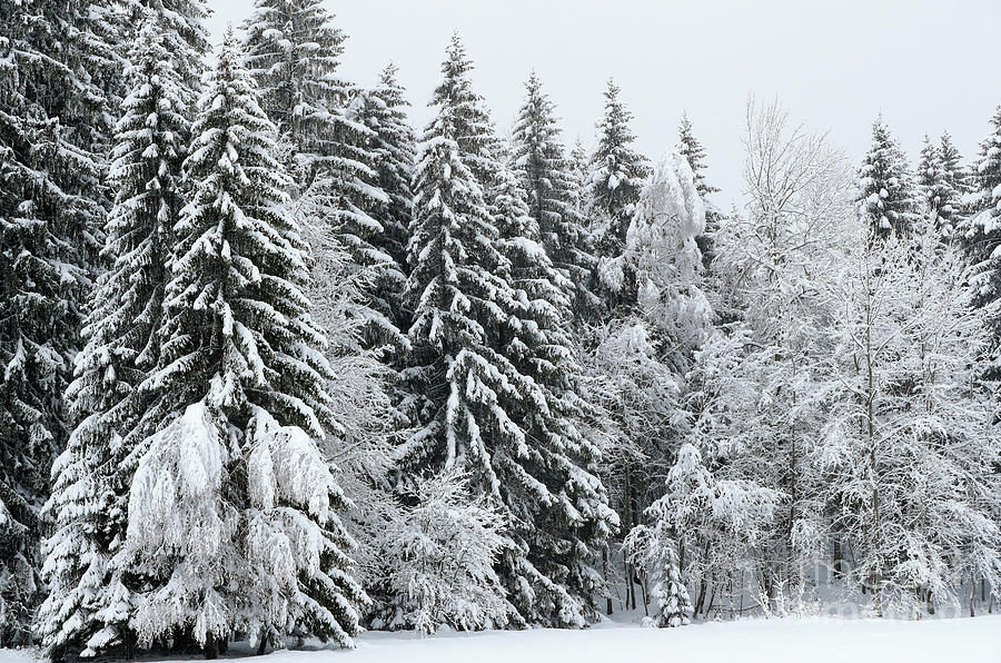 French Alps, Snow covered fir trees in winter  photo Photograph by French School