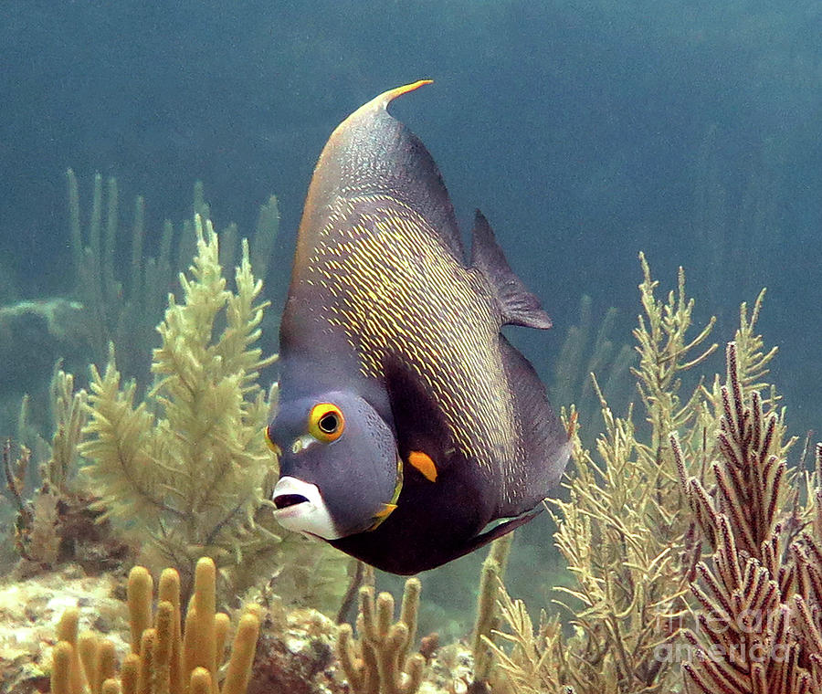 French Angelfish 24 Photograph by Daryl Duda