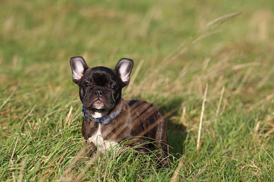 Animal Photograph - French Bulldog 10 by Bob Langrish