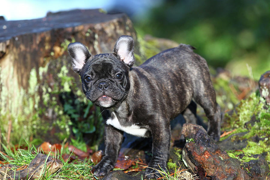 Animal Photograph - French Bulldog 14 by Bob Langrish