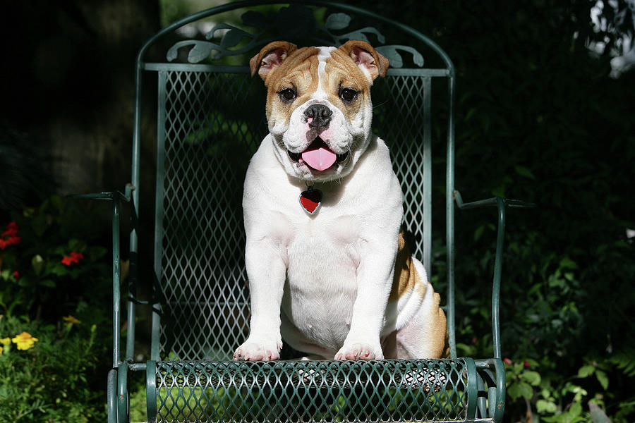 Animal Photograph - French Bulldog 43 by Bob Langrish